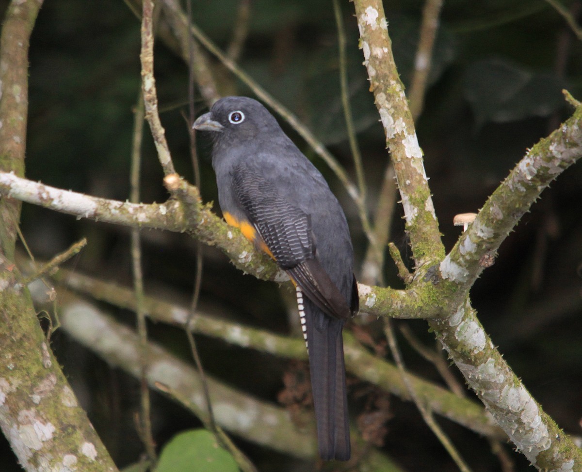 Green-backed Trogon - ML623958375