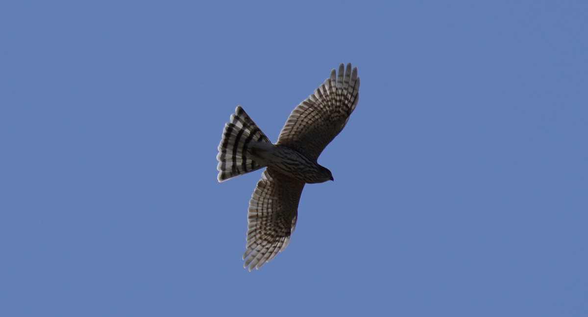 Cooper's Hawk - ML623958378