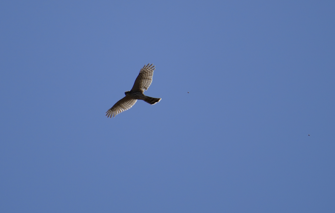 Cooper's Hawk - ML623958380