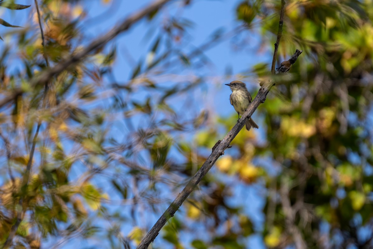 Eastern Phoebe - ML623958389