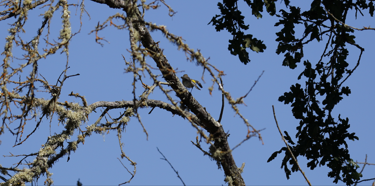 Yellow-rumped Warbler - ML623958391