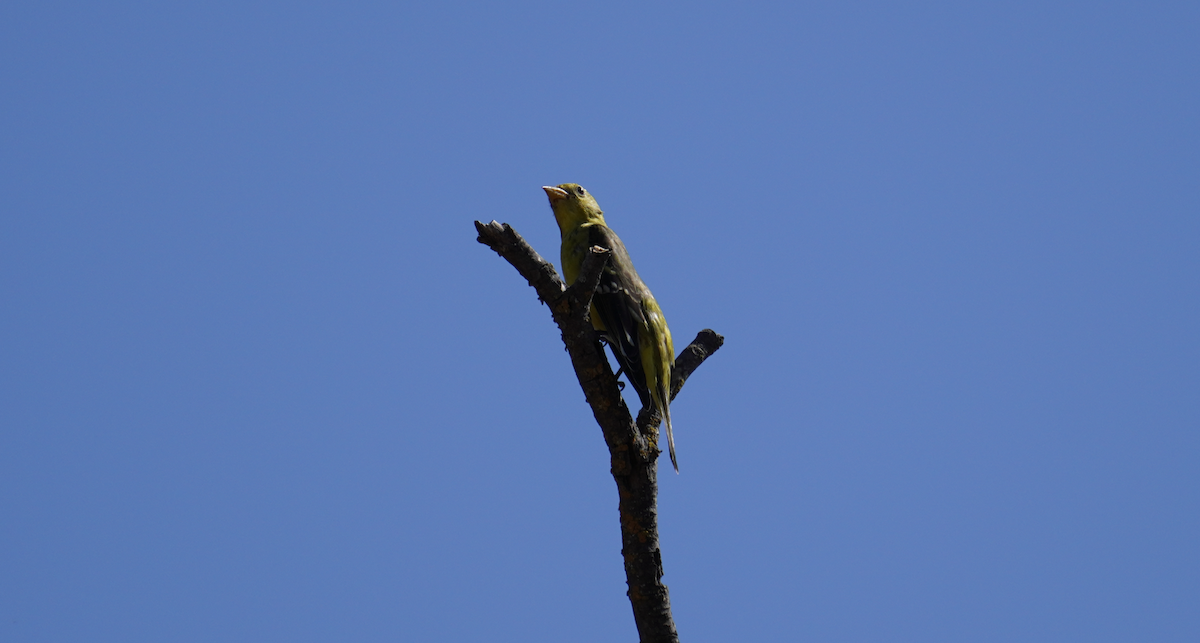 Western Tanager - ML623958408