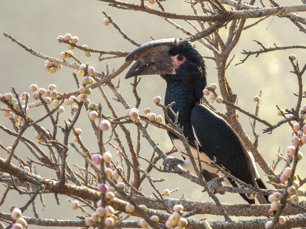 Trumpeter Hornbill - ML623958426