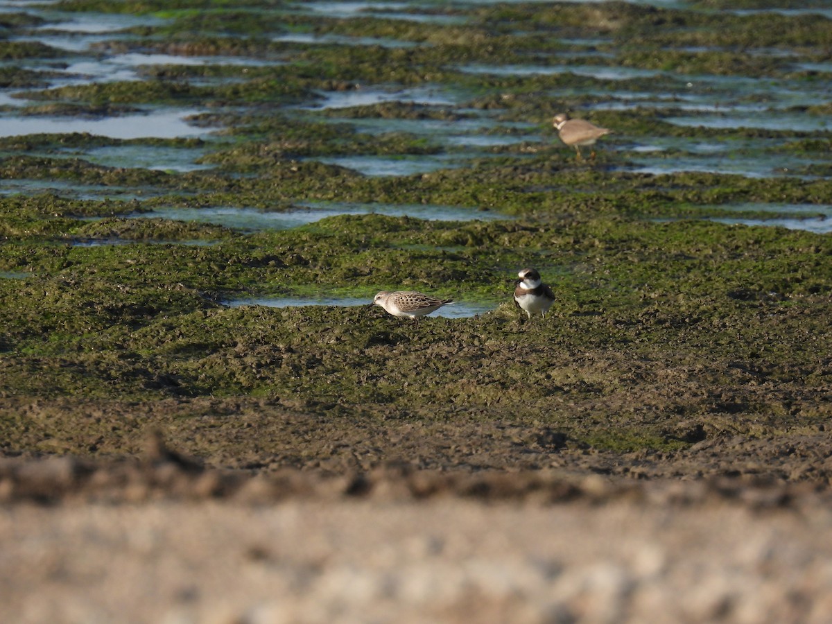 Least Sandpiper - Janet Sippel