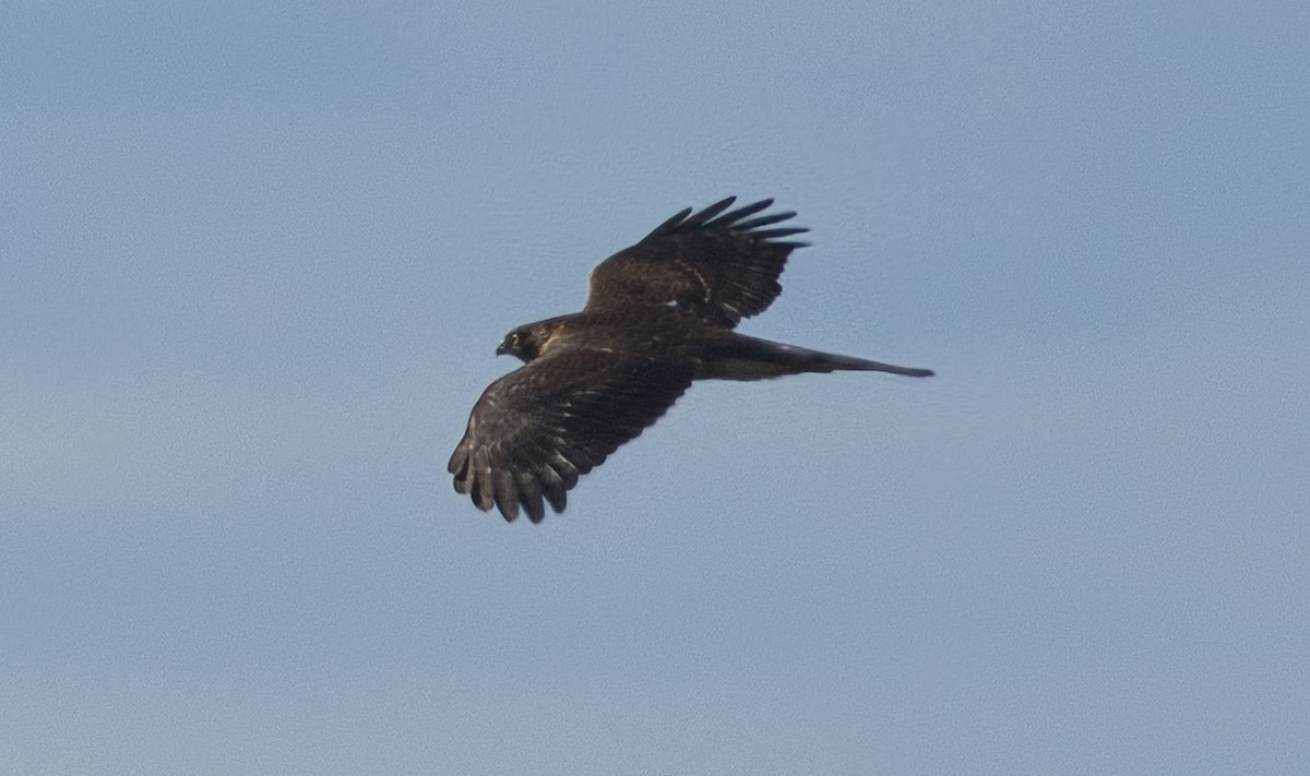 Sharp-shinned Hawk - ML623958438