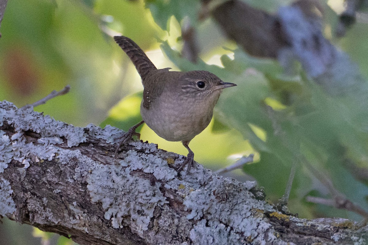 House Wren - ML623958447