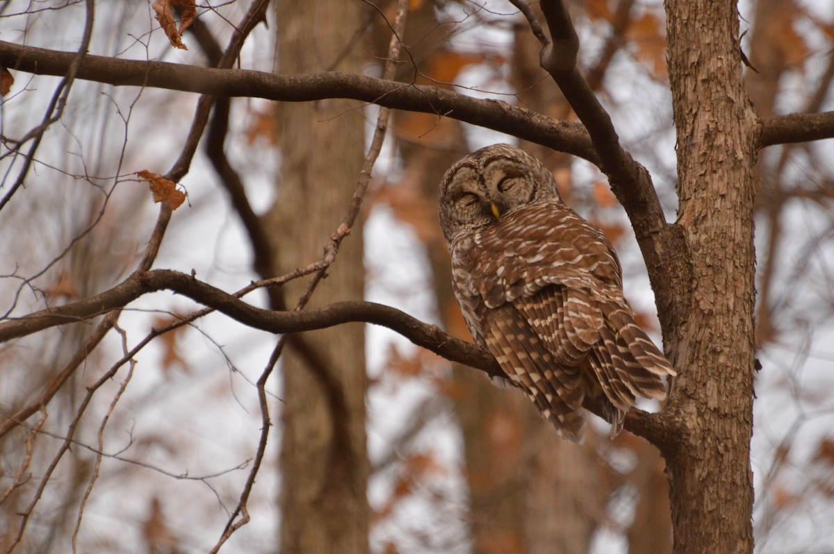 Barred Owl - Kellie Superina