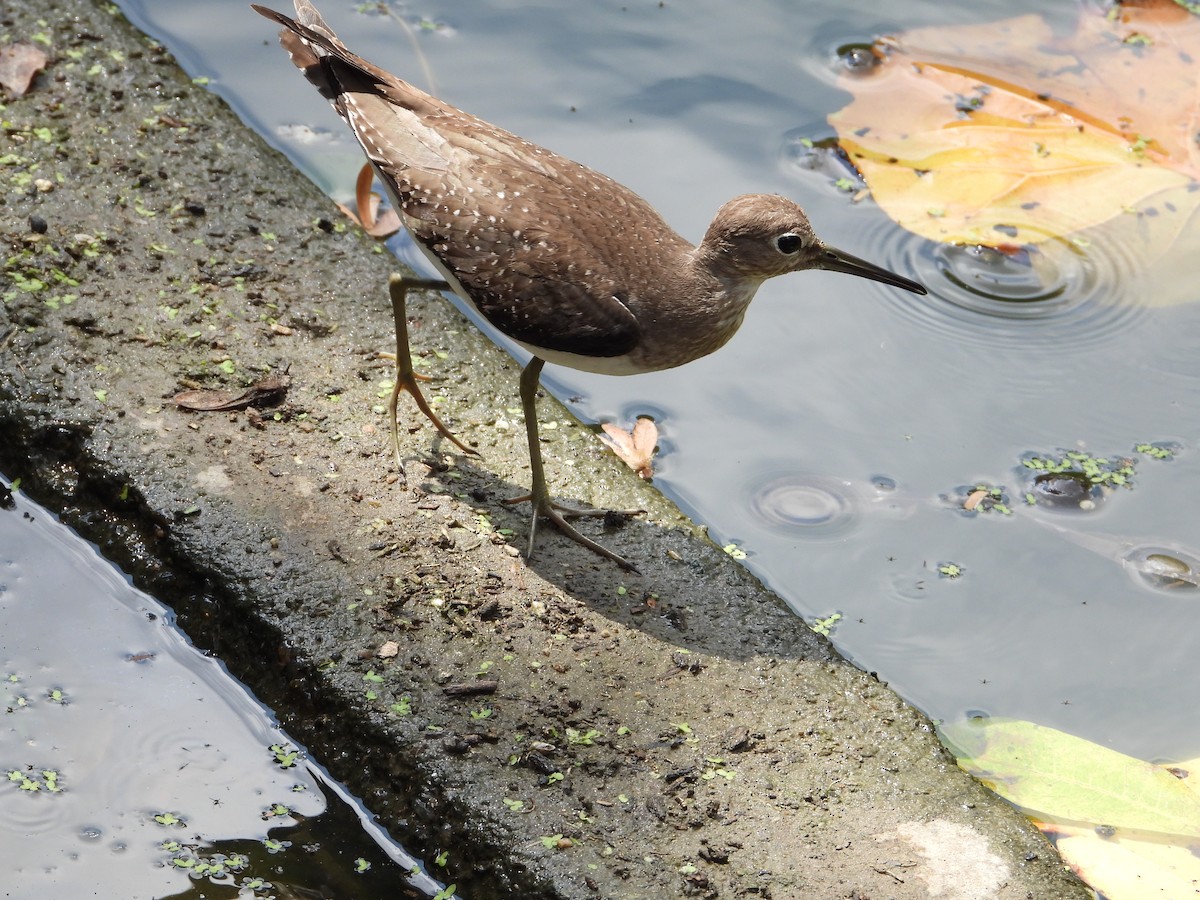 Einsiedelwasserläufer - ML623958469