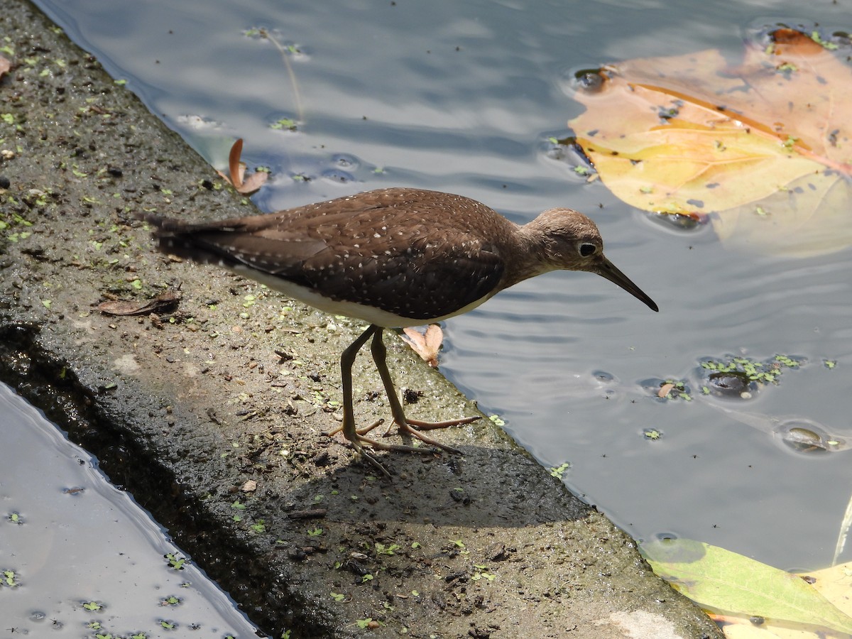 Einsiedelwasserläufer - ML623958472