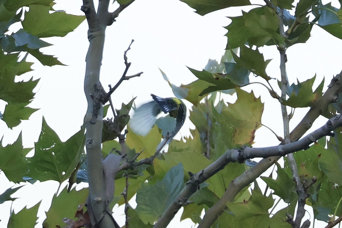 Magnolia Warbler - E R