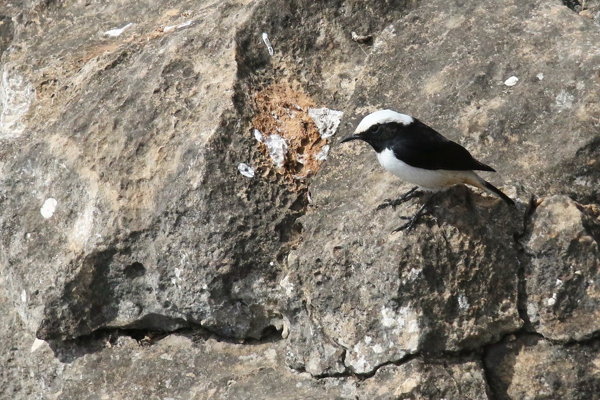 Arabian Wheatear - ML623958480