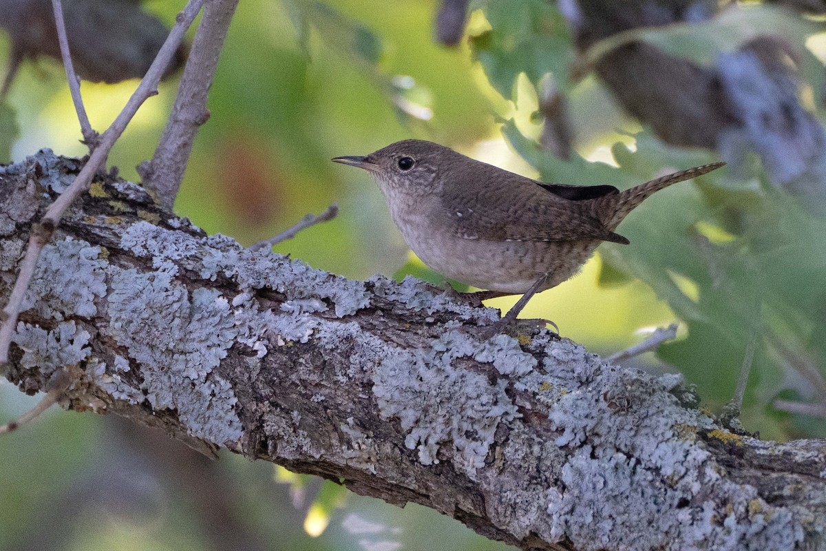 House Wren - ML623958515