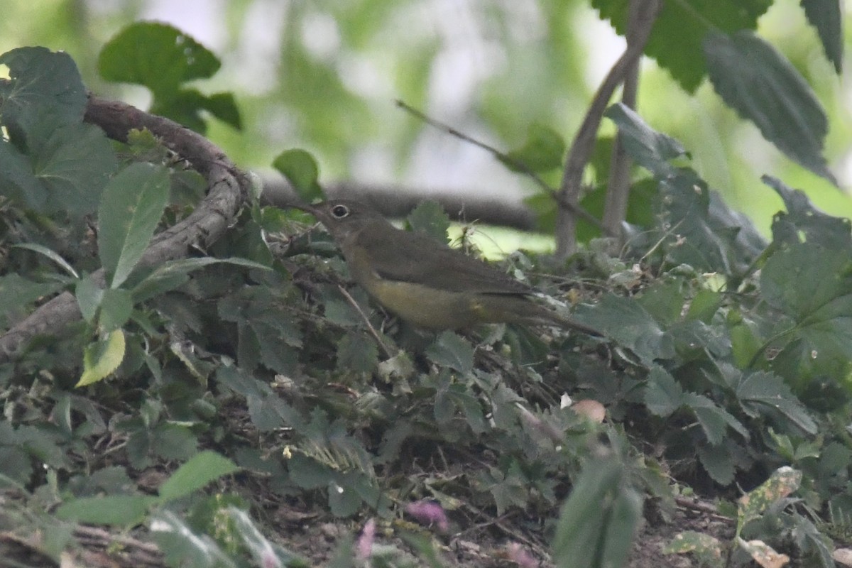 Connecticut Warbler - ML623958518