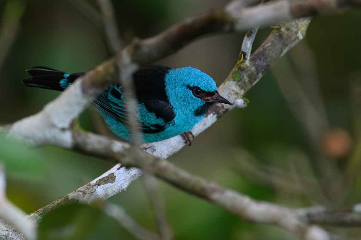 Blue Dacnis - ML623958525