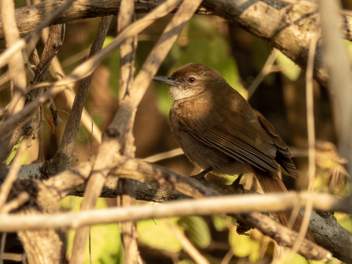 Tawny-flanked Prinia - ML623958534