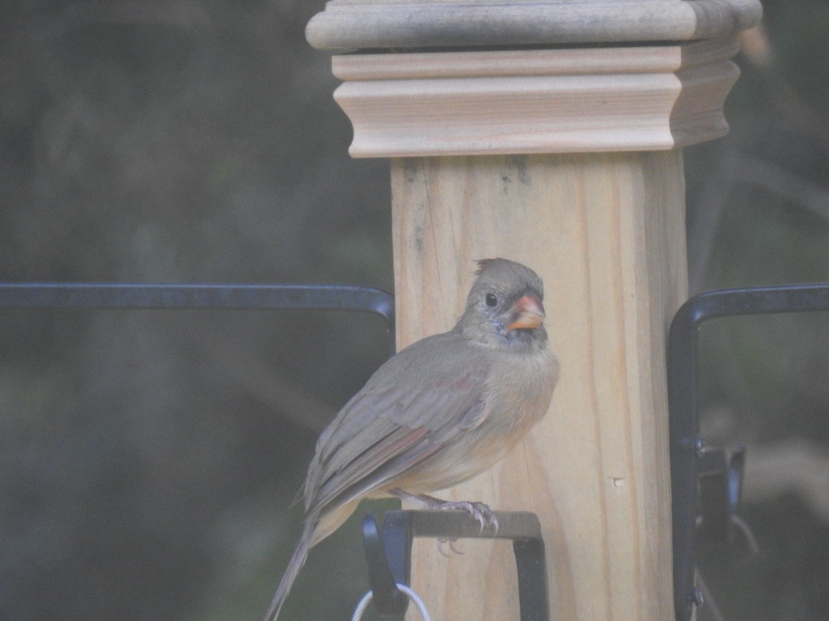 Northern Cardinal - ML623958536