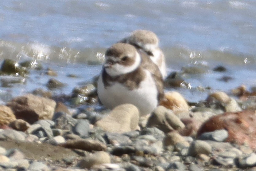 Semipalmated Plover - ML623958537