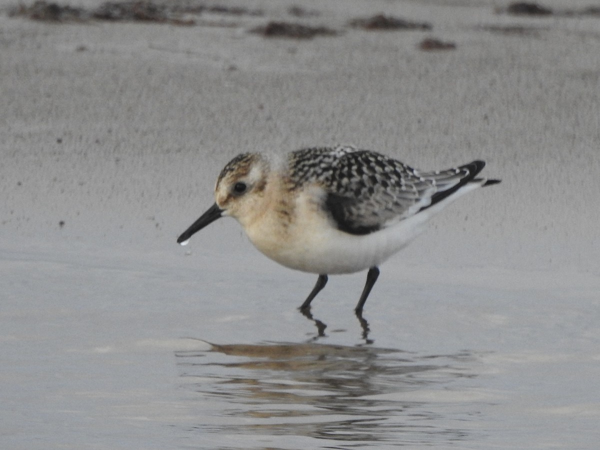 Bécasseau sanderling - ML623958539