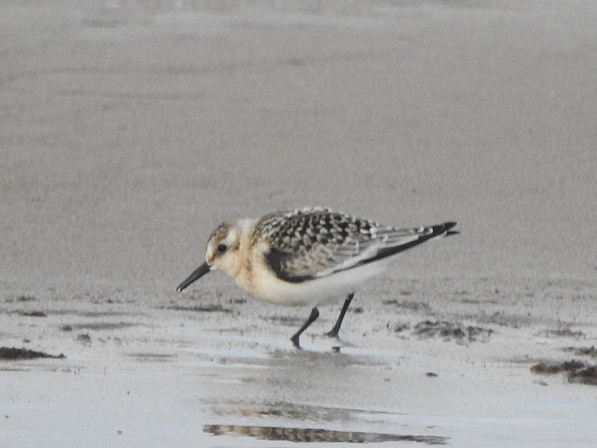 Bécasseau sanderling - ML623958541