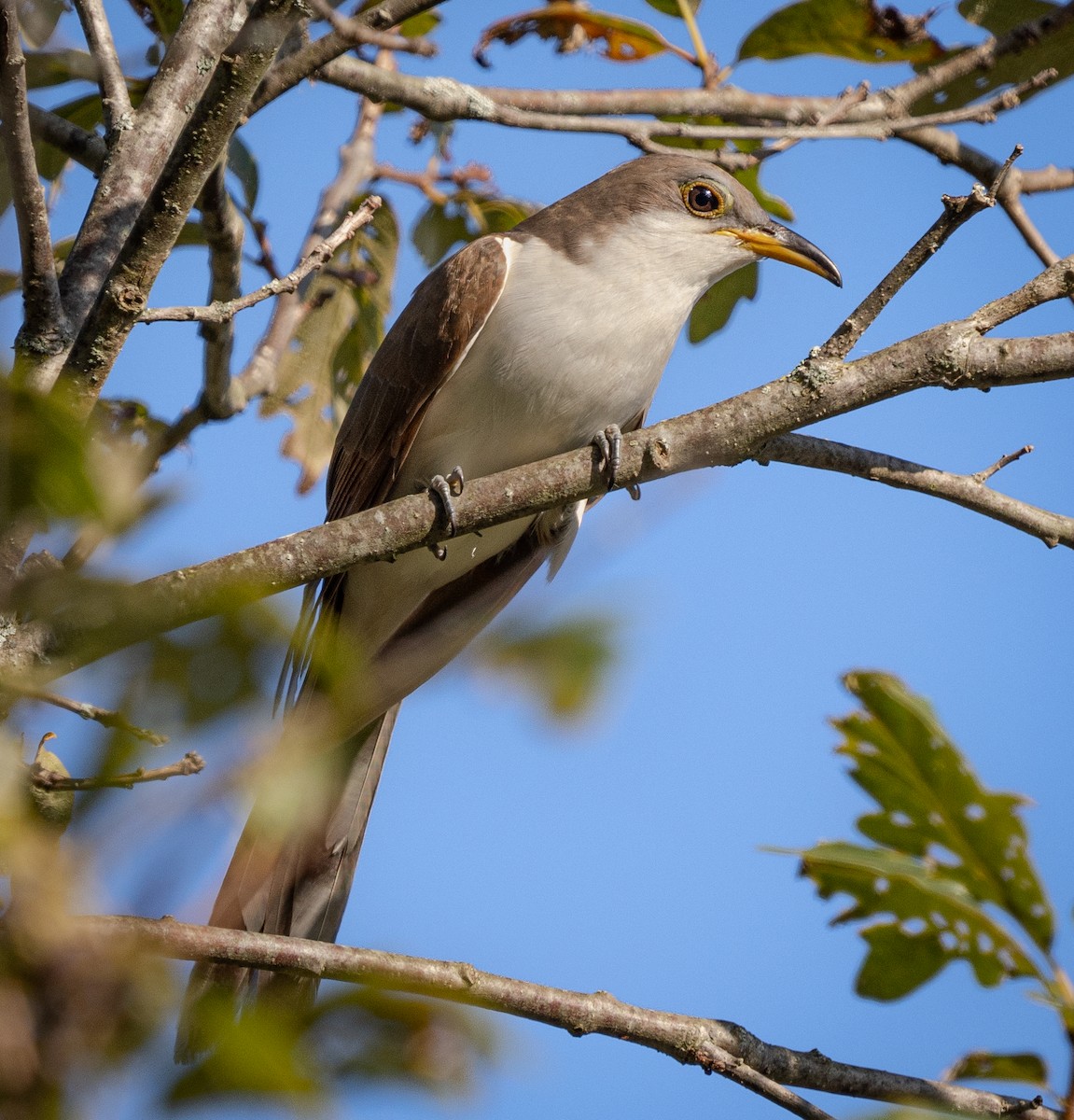 Yellow-billed Cuckoo - ML623958553