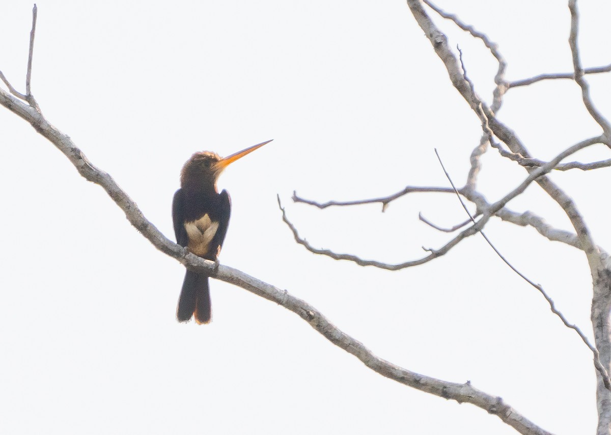 Brown Jacamar - ML623958556