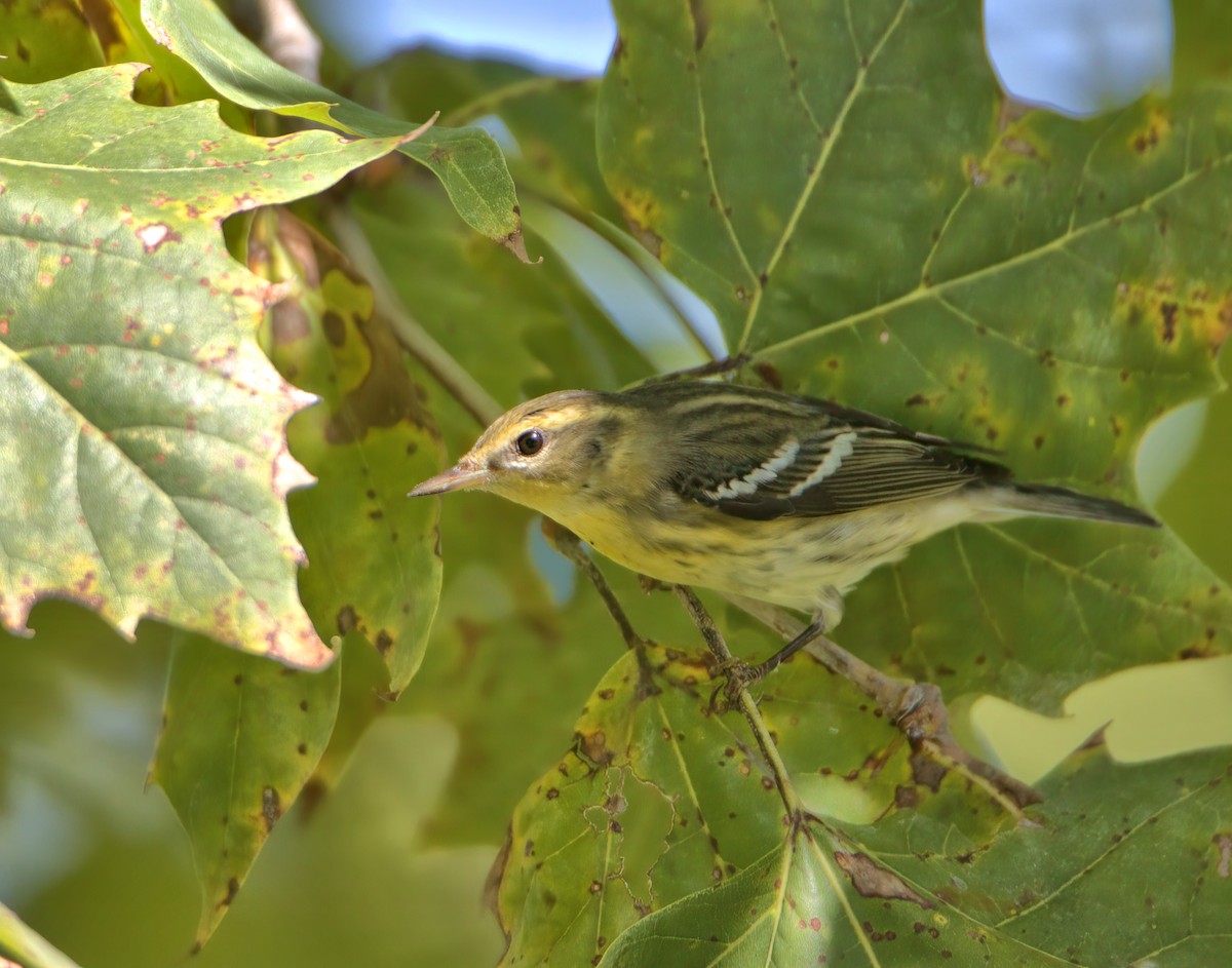 Blackburnian Warbler - ML623958559