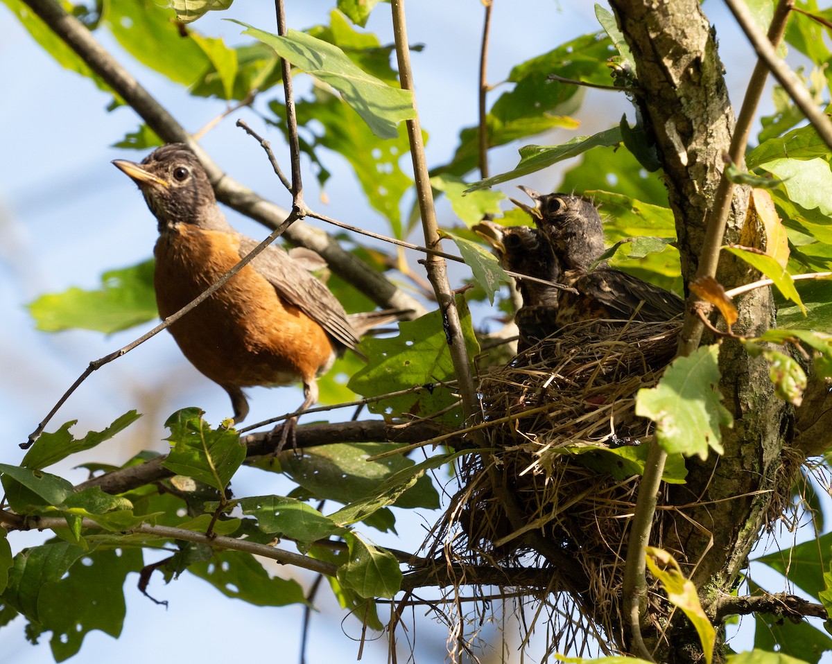 American Robin - ML623958572