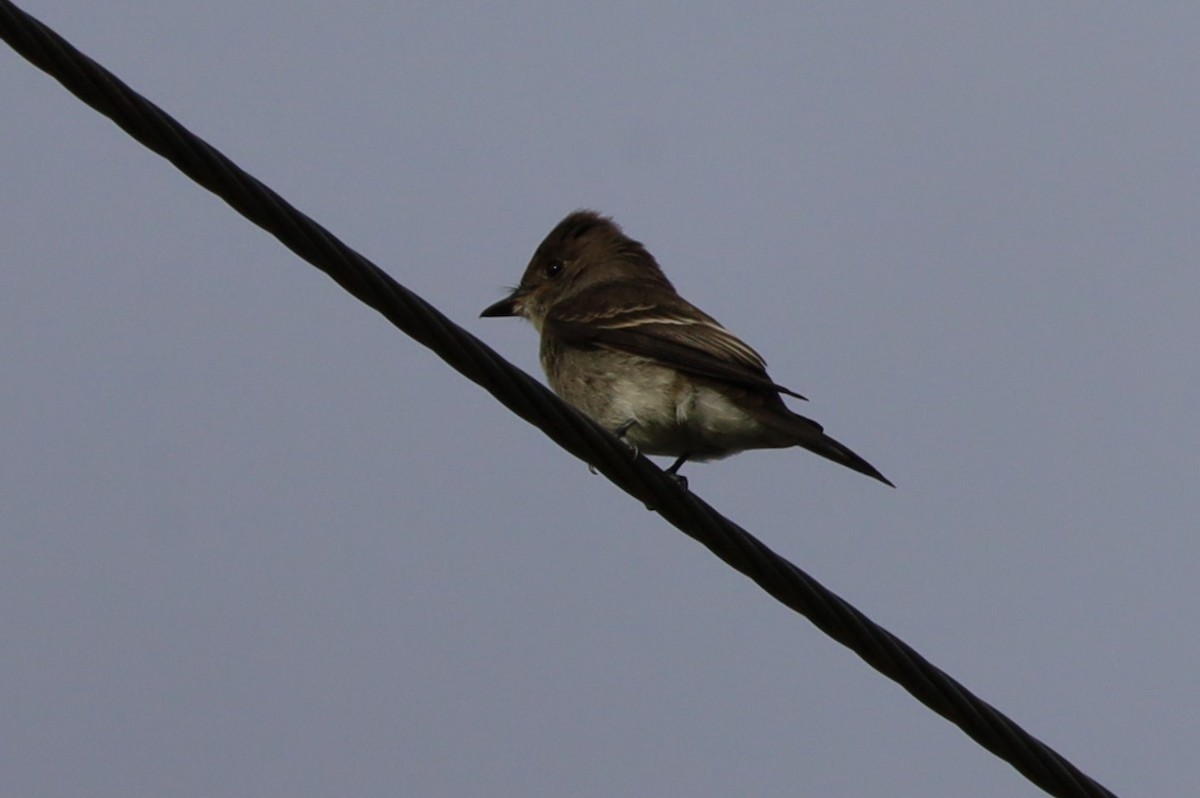 Western Wood-Pewee - ML623958579