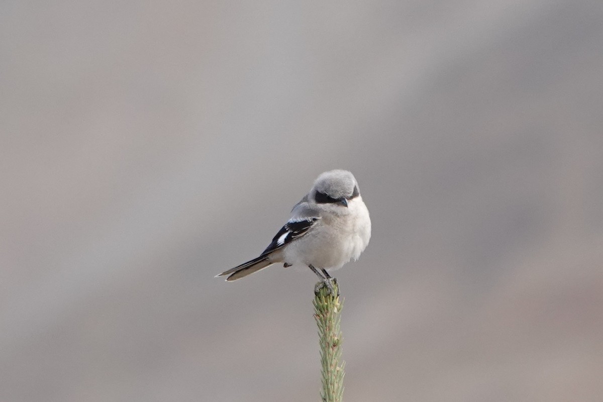 Loggerhead Shrike - ML623958587