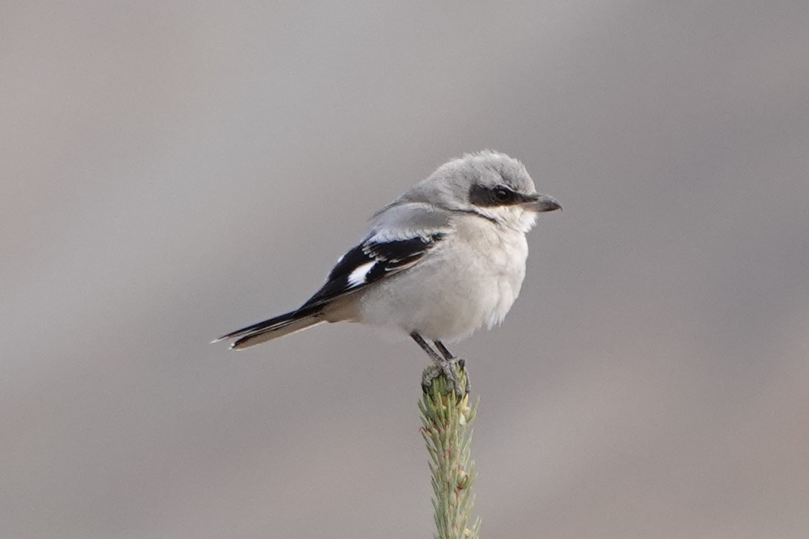 Loggerhead Shrike - ML623958588