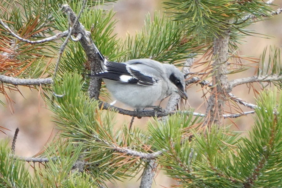 Loggerhead Shrike - ML623958589