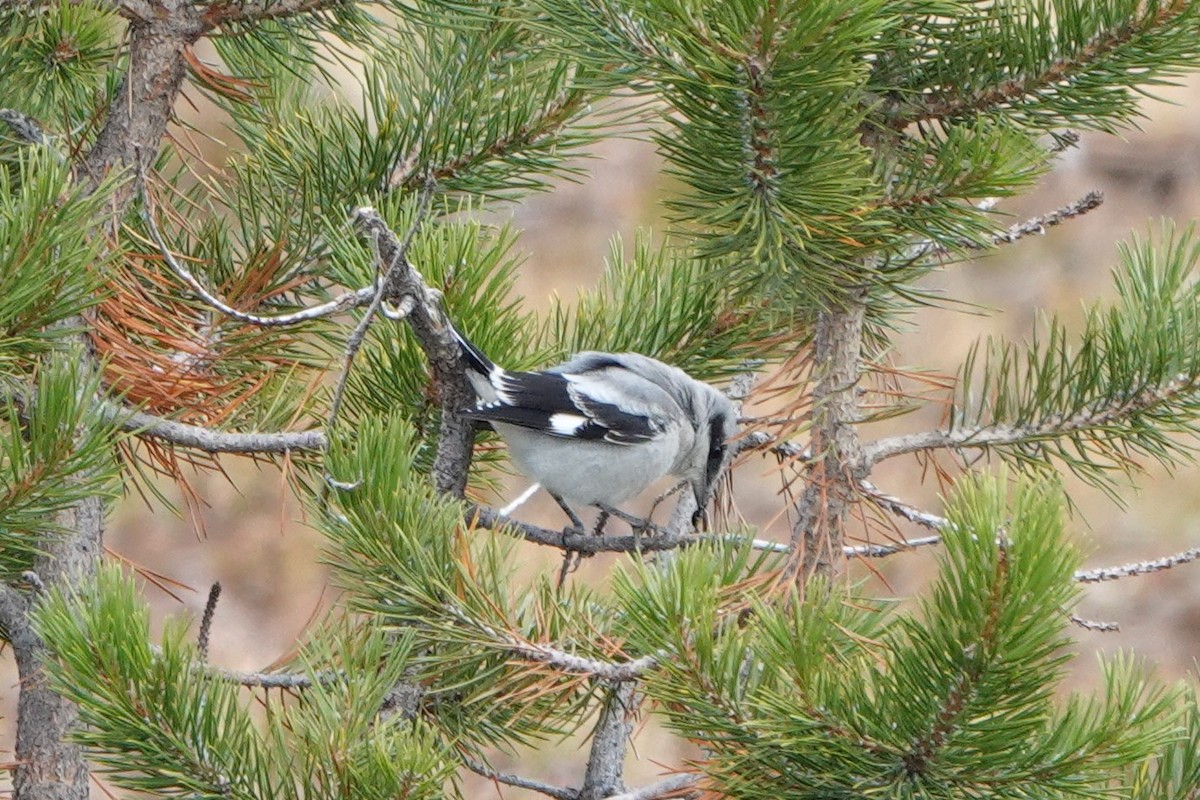 Loggerhead Shrike - Brian Lockwood