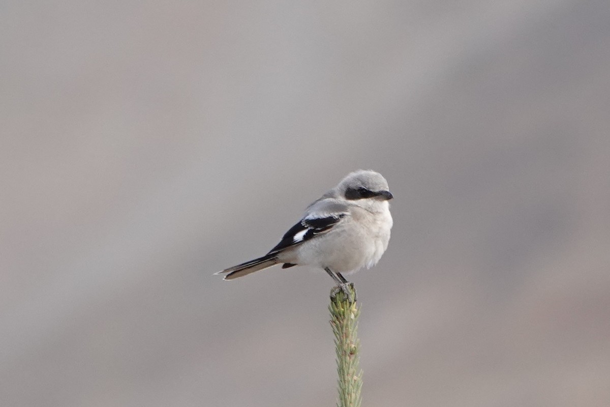 Loggerhead Shrike - ML623958591