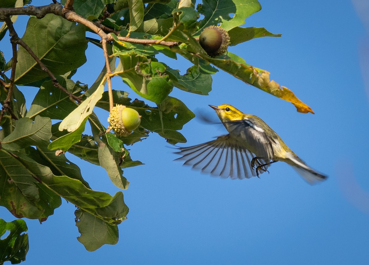 Black-throated Green Warbler - ML623958594