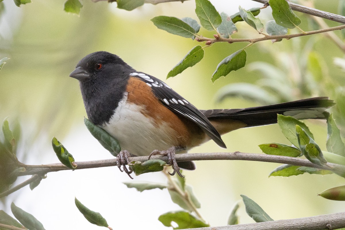 Spotted Towhee - ML623958596