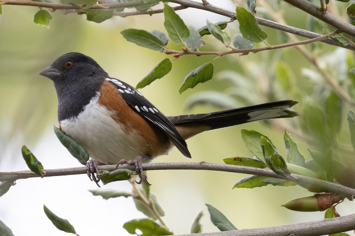 Spotted Towhee - ML623958597