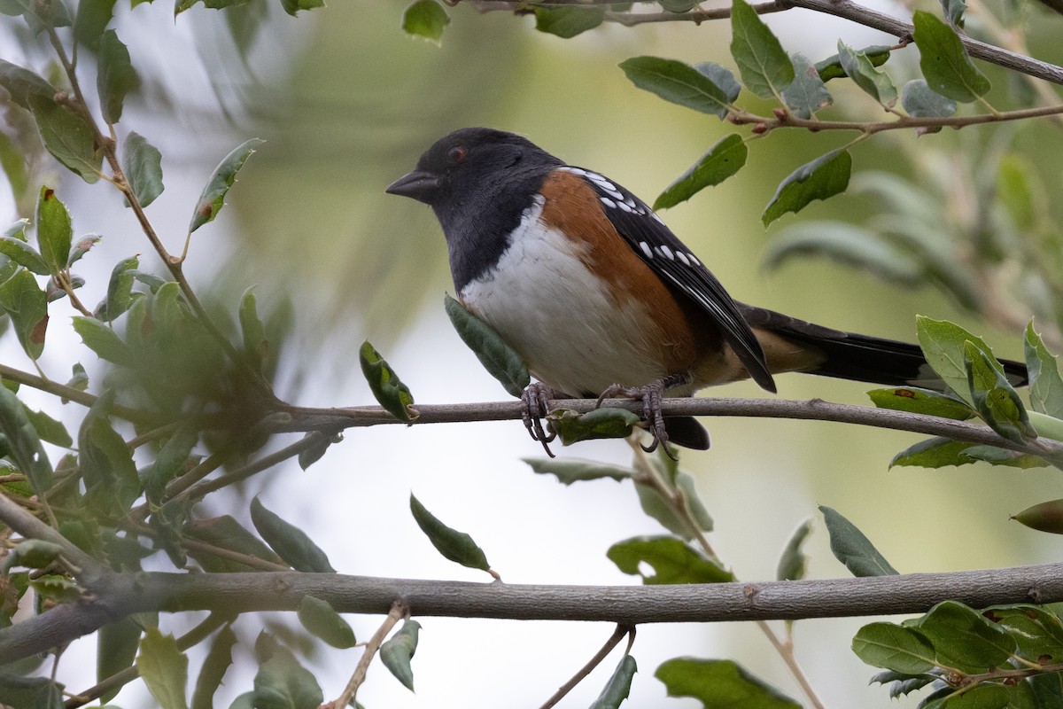 Spotted Towhee - ML623958598