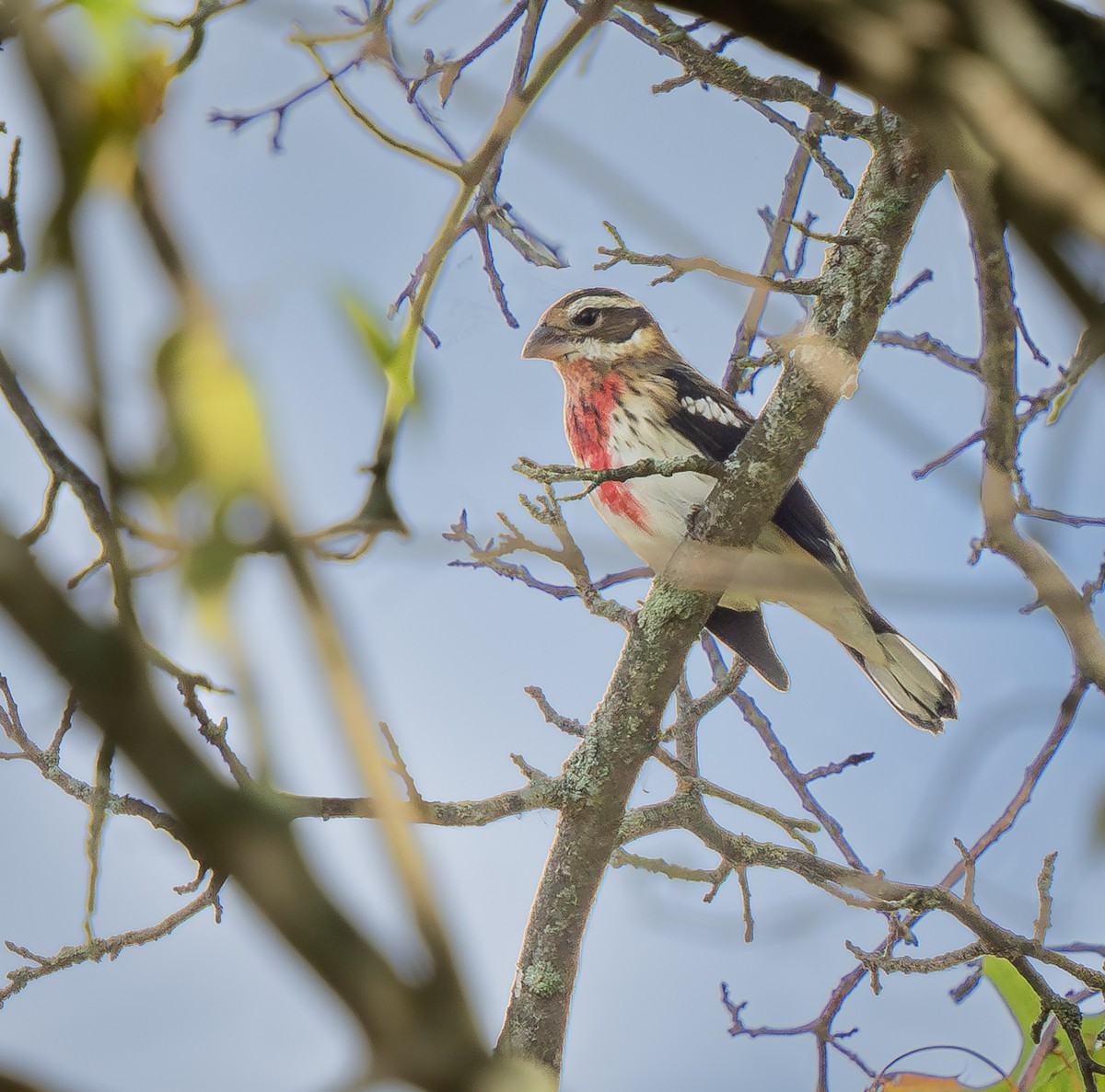 Rose-breasted Grosbeak - ML623958601