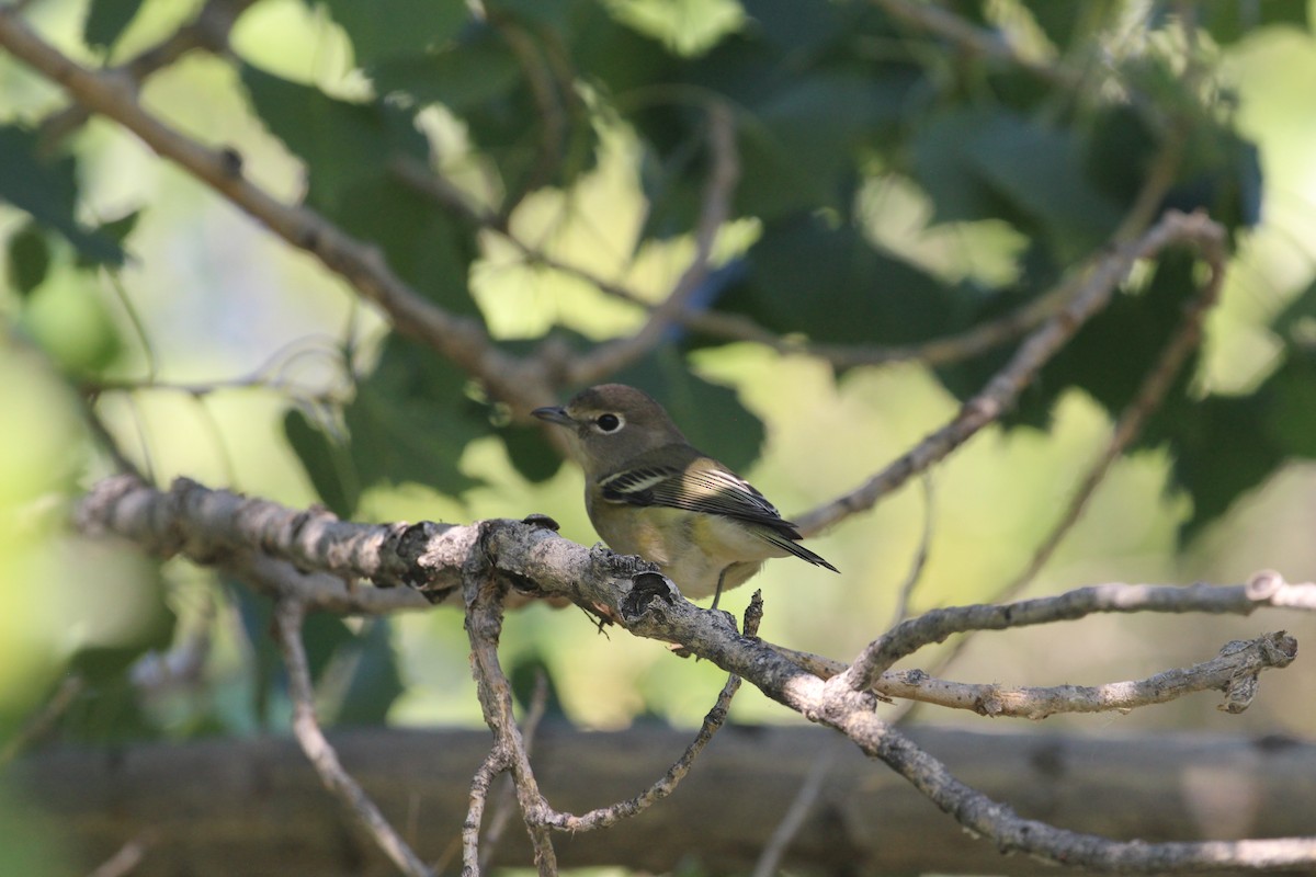 Cassin's Vireo - ML623958605