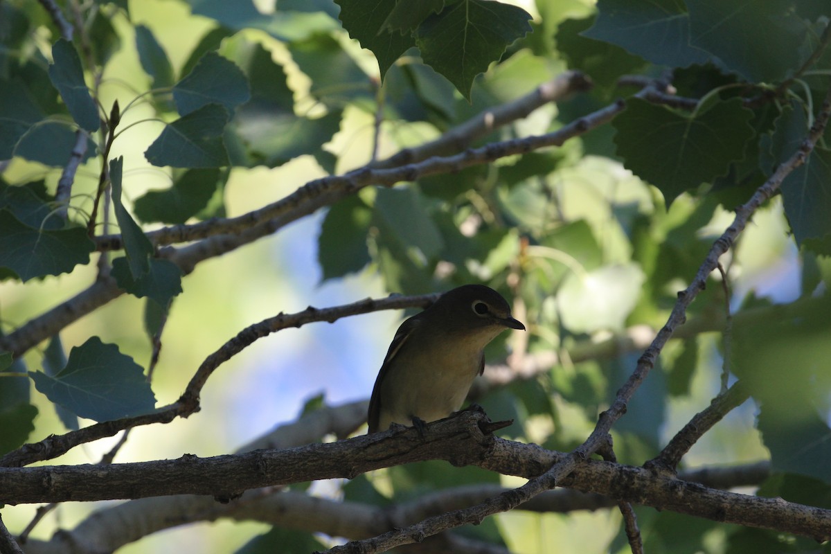 Cassin's Vireo - ML623958606