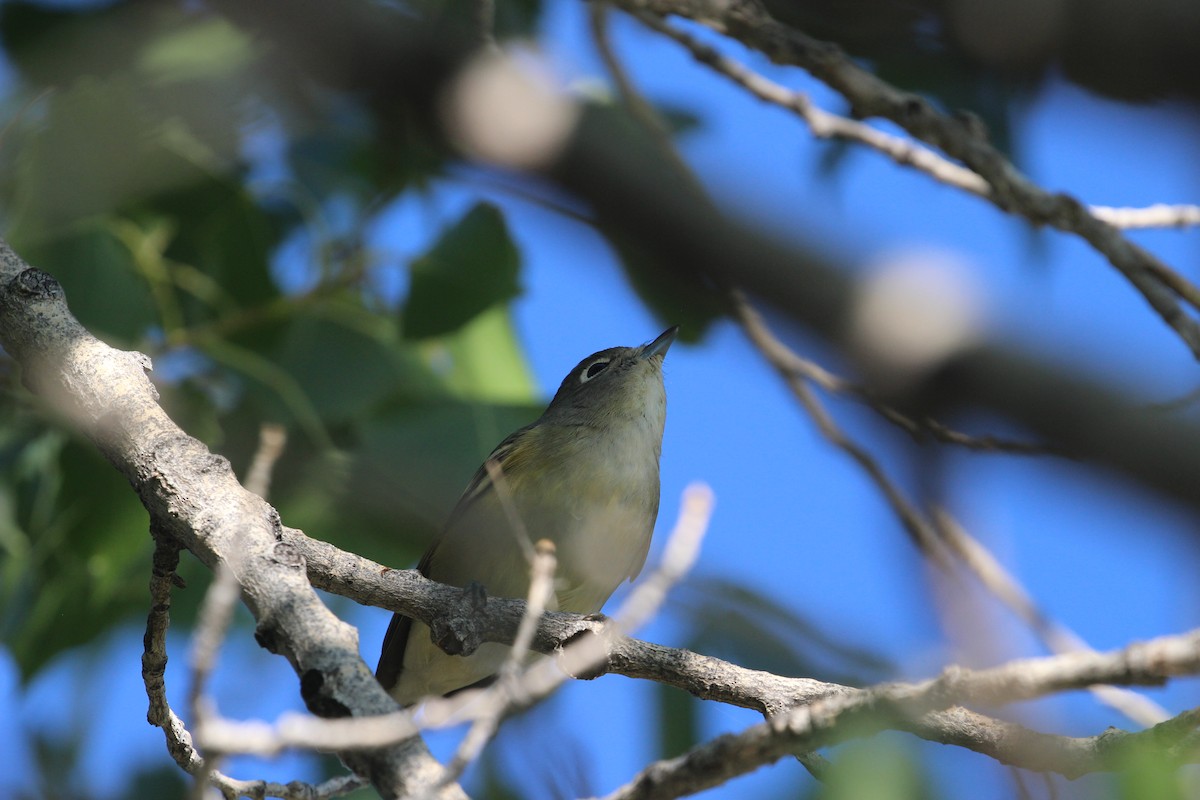 Cassin's Vireo - ML623958607