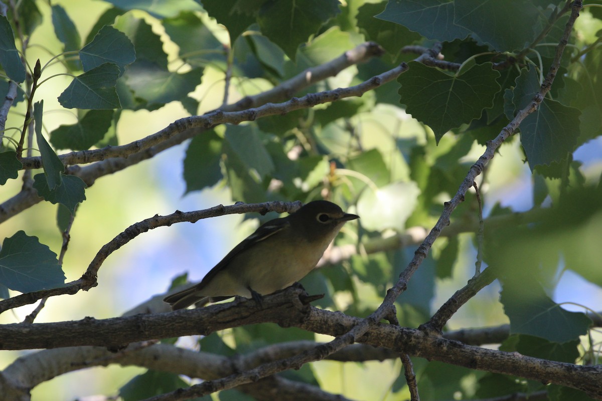 Cassin's Vireo - ML623958608