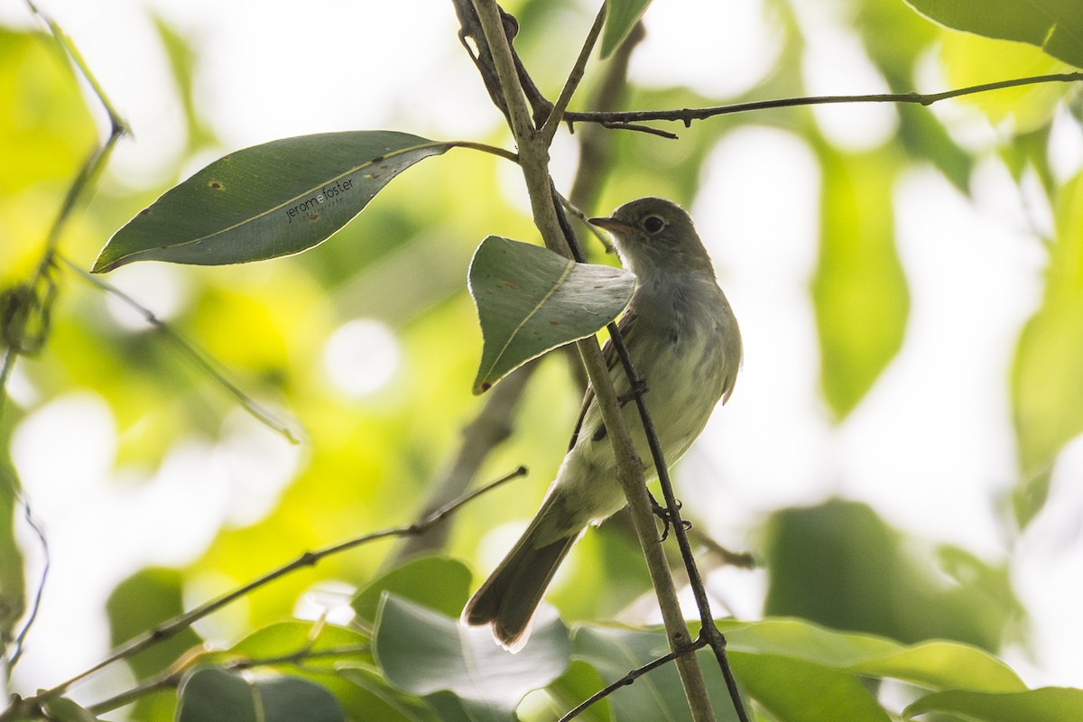 Lesser Elaenia - ML62395861