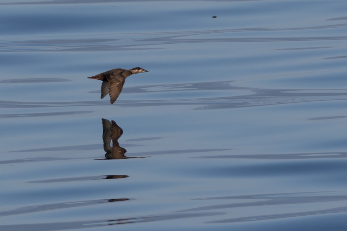 Surf Scoter - ML623958613