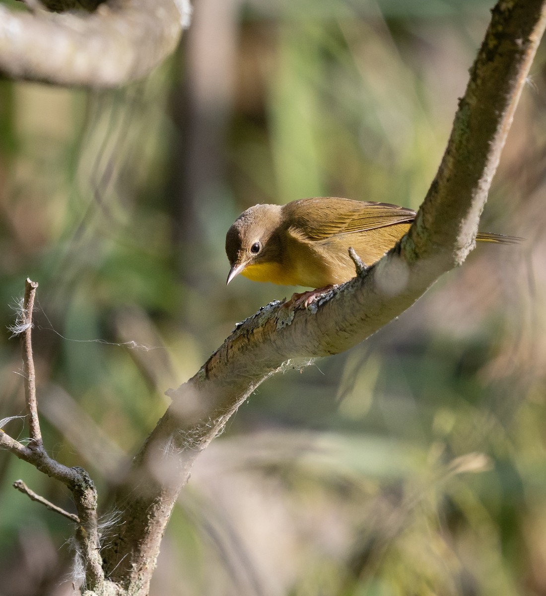 Common Yellowthroat - ML623958615