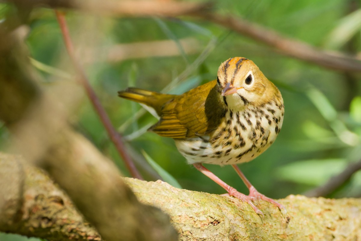 Ovenbird - ML623958620