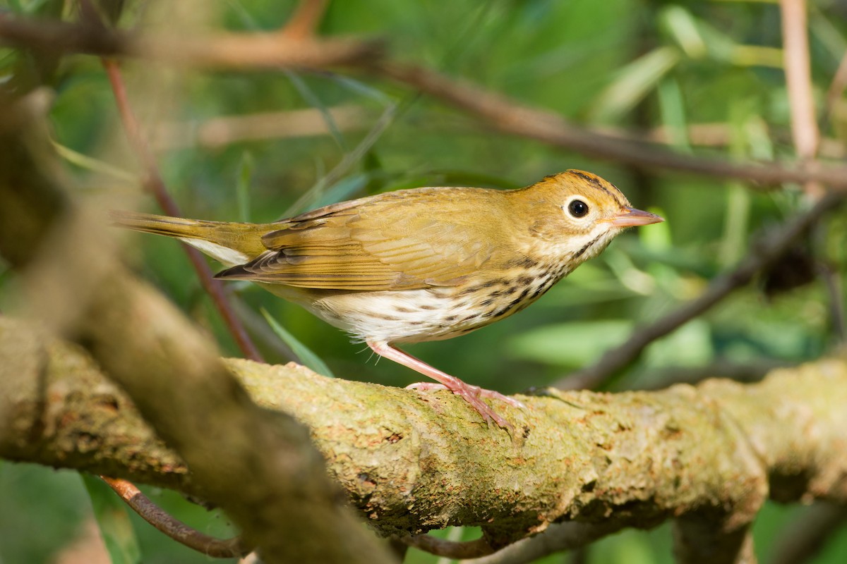 Ovenbird - ML623958621