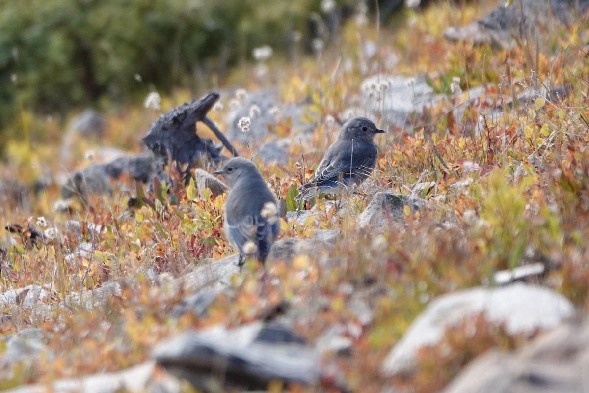 Mountain Bluebird - ML623958624