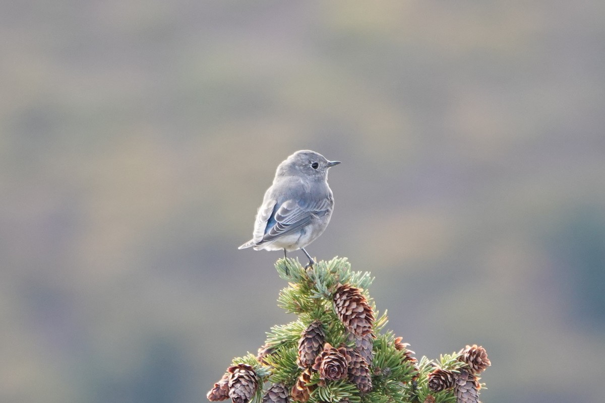 Mountain Bluebird - ML623958625