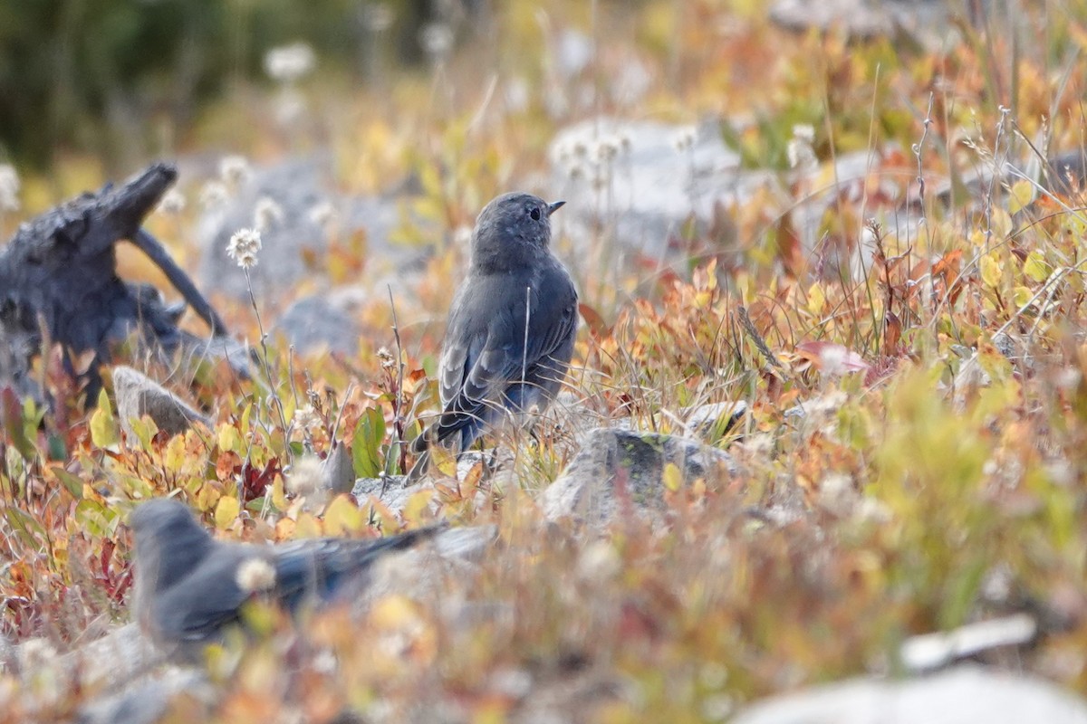 Mountain Bluebird - ML623958626